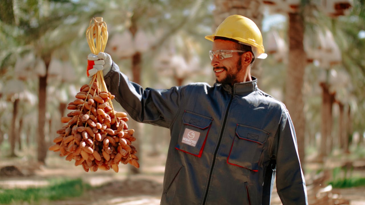 Portrait of a smiling worker holding harvested dates in a palm grove in Biskra, Algeria.