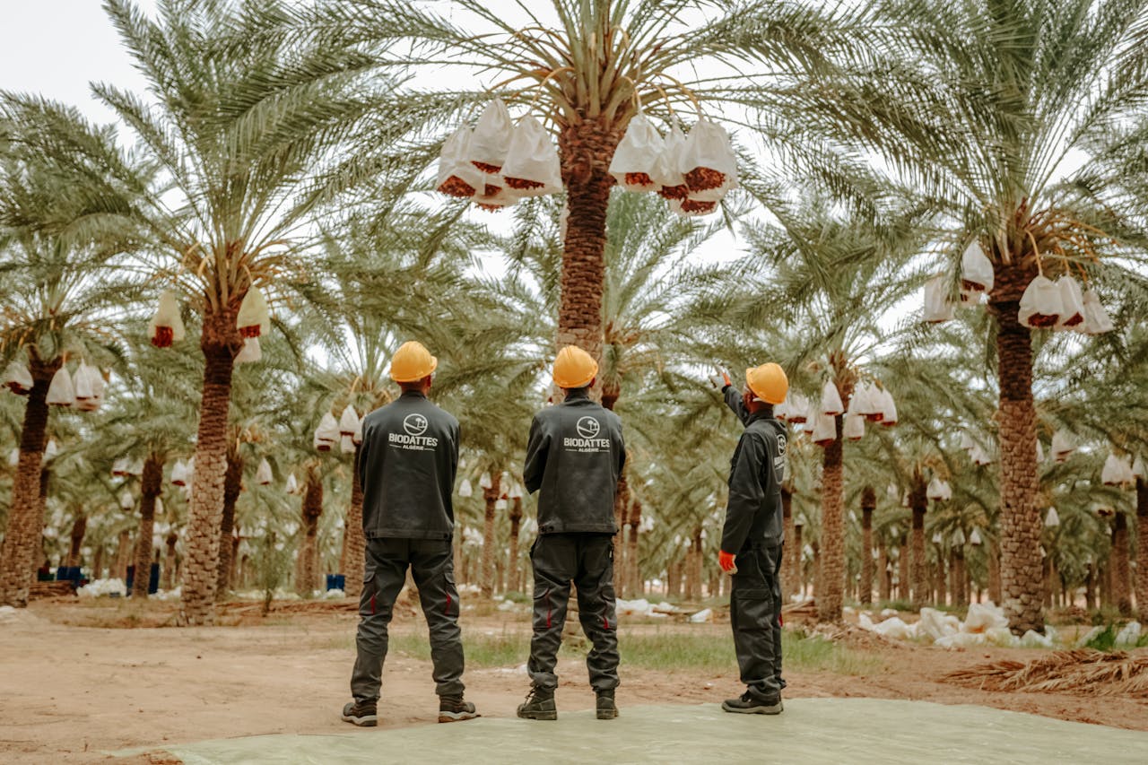 Workers in protective gear harvesting dates at a palm plantation in Biskra, Algeria.