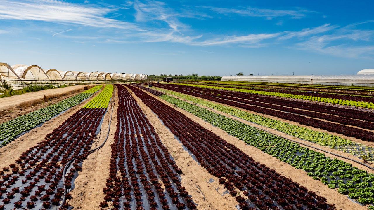 An expansive view of greenhouse crops growing in neat rows under clear blue skies.