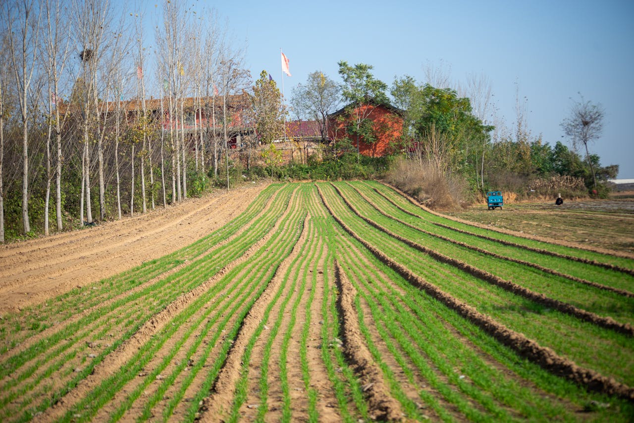 Crafting Captivating Headlines: Your awesome post title goes here IDyllic farmland with green crop rows and trees in spring sunshine.