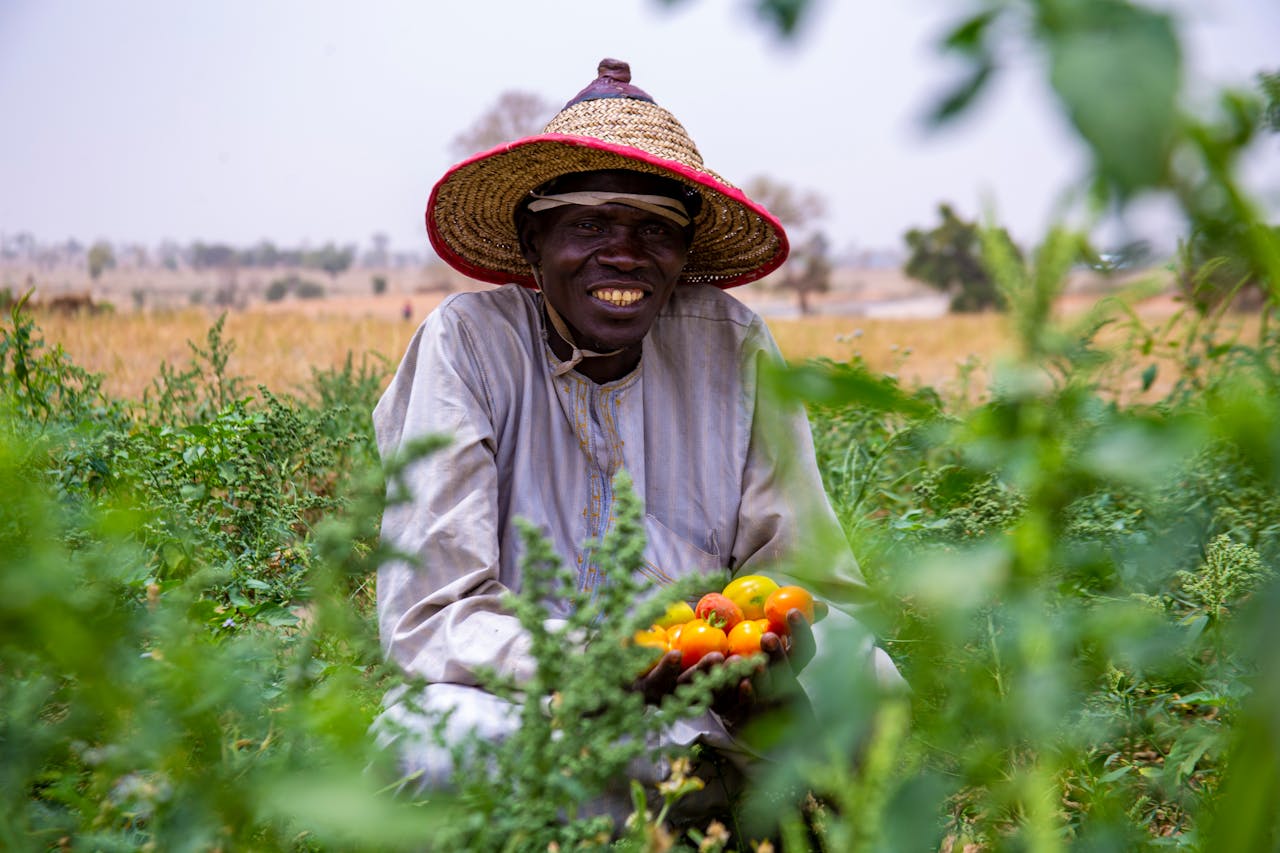 why-choose-us Local farmer in Kaduna, Nigeria holds freshly harvested tomatoes in a lush, green field.