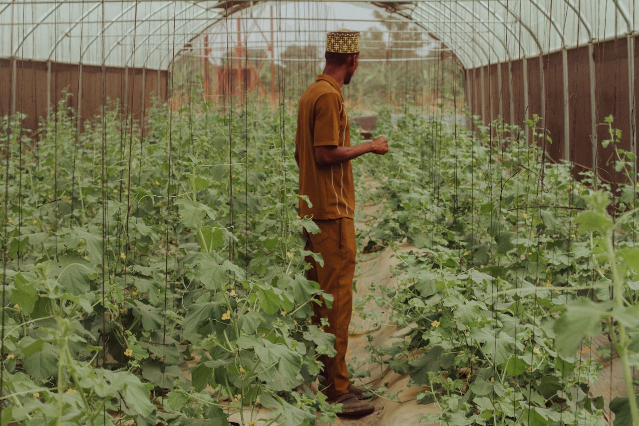The Art of Drawing Readers In: Your attractive post title goes here A man inspects the growth of plants in a modern greenhouse in Zaria, Nigeria.