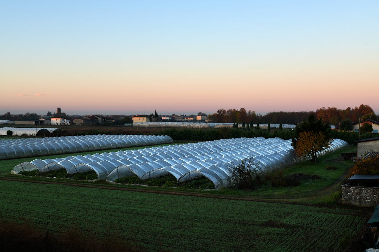 Beautiful greenhouses in the Rizza countryside under a serene sunrise sky.