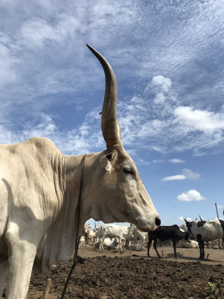 SuNOuAGRI vaches